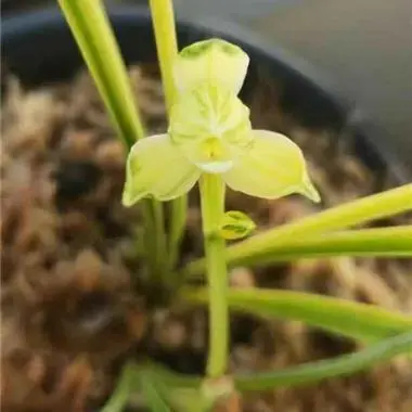 球客岛特色云南八宝茶